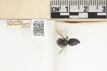 Media type: image;   Entomology 785762 Aspect: labels